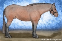 Horse Color:Brown Appaloosa