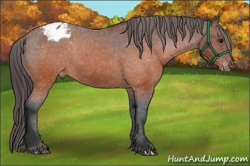 Horse Color:Brown Appaloosa 