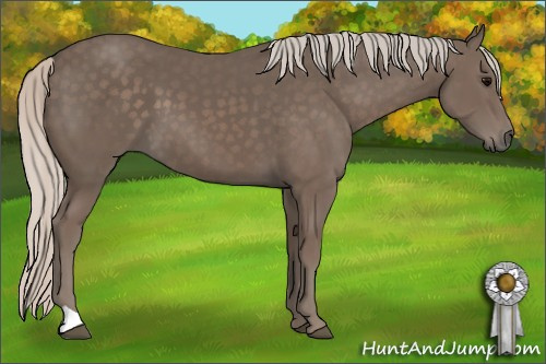 Horse Color: Silver Black 