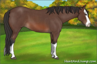 Horse Color:Bay Roan Splash