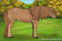 Horse Color:Chestnut Rabicano 