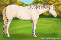 Horse Color:Buckskin Pearl Sabino Tobiano Rabicano 