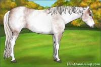 Horse Color:Gray White Spotted Silver Bay Blanket 