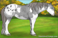 Horse Color:Brown Splash Appaloosa