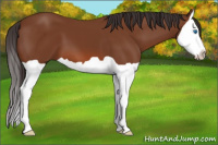 Horse Color:Bay Splash 