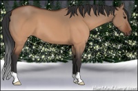 Horse Color:Brown Dun 