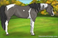 Horse Color:Grullo Splash Tobiano 