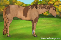 Horse Color:Gray Chestnut Splash Frame  Brindle