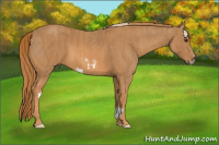 Horse Color:Chestnut Splash Frame Brindle