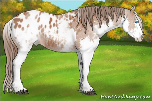 Horse Color: White Spotted Bay Splash Blanket Rabicano 