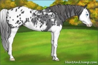 Horse Color:Black Splash Appaloosa 