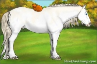 Horse Color:Amber Cream Champagne Roan Dun Splash Appaloosa