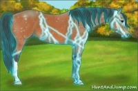Horse Color:Thunderstruck Bay 