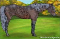 Horse Color:Watercolor Bay Ice 