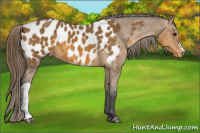 Horse Color:Buckskin Appaloosa