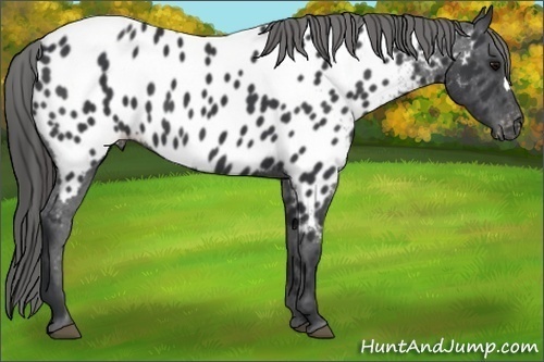 Horse Color:Black Appaloosa