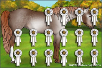 Horse Color:Gray Chestnut 