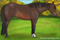 Horse Color:Brown 