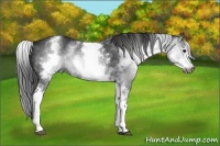 Horse Color:Gray White Spotted Black