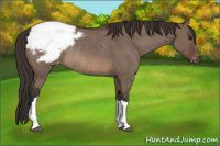 Horse Color:Brown Dun Snowcap Rabicano 