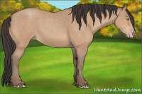 Horse Color:Amber Champagne 