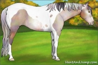 Horse Color:Gray Nacre Amber Champagne Tobiano 