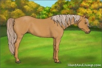 Horse Color:Palomino Roan 