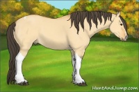 Horse Color:Buckskin Dun Sabino Tobiano 