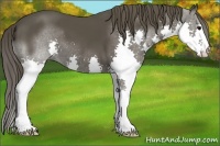 Horse Color:Smoky Black Splash