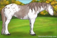 Horse Color:Bay Splash Appaloosa 