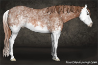 Horse Color:White Spotted Liver Chestnut Splash 
