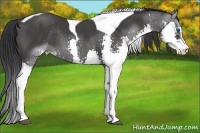 Horse Color:Black Sabino Splash Tobiano Rabicano 