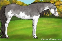 Horse Color:Smoky Blue Roan Sabino Splash Rabicano 