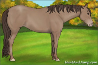 Horse Color:Sable Champagne 