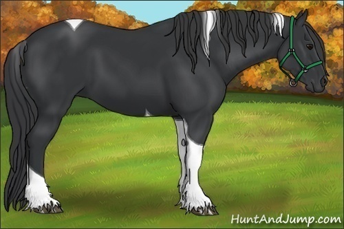 Horse Color:Black Tobiano 