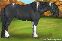 Horse Color:Black Tobiano