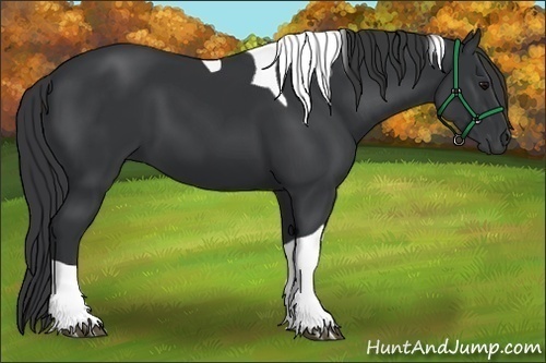 Horse Color:Black Tobiano 