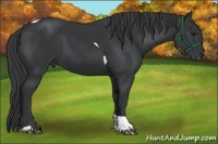 Horse Color:Black Tobiano 