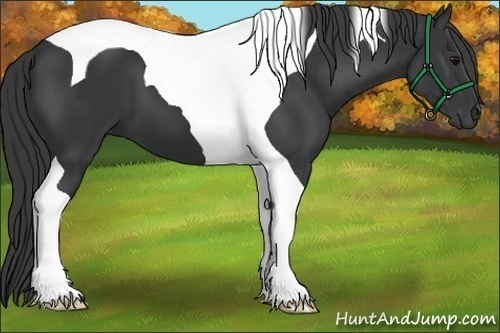 Horse Color:Black Tobiano 