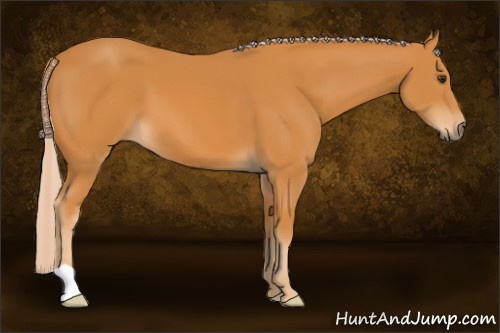 Horse Color: Palomino 