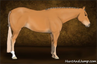Horse Color:Palomino 