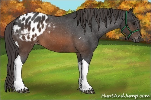 Horse Color:Brown Tobiano Blanket 