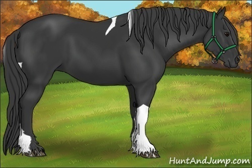 Horse Color:Black Tobiano 