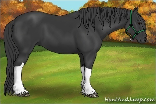 Horse Color:Black Tobiano 