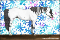 Horse Color:Brown Appaloosa 