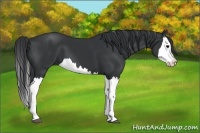 Horse Color:Black Splash