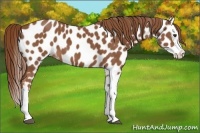 Horse Color:Chestnut Splash Leopard 