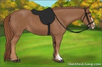 Horse Color:Chestnut Sabino