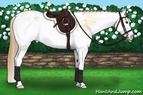 Horse Color:Buckskin Dun Splash Blanket 