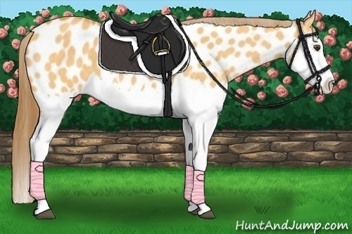 Horse Color:Buckskin Dun Splash Near Leopard 